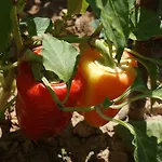 Appartamento Tonka