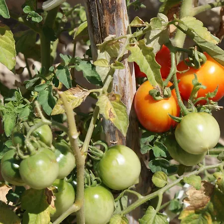 Tonka Μακάρσκα