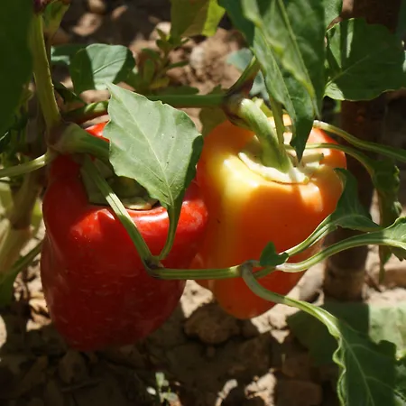 Διαμέρισμα Tonka