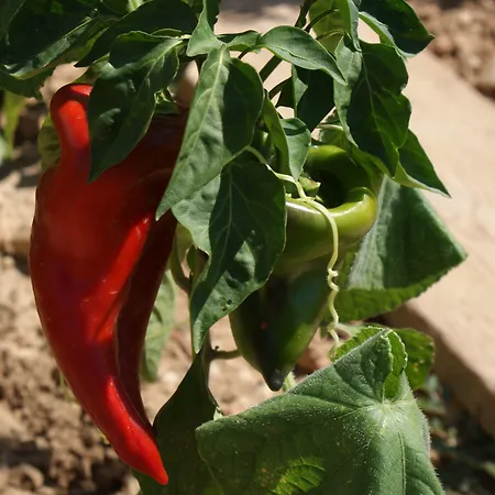 Διαμέρισμα Tonka Μακάρσκα